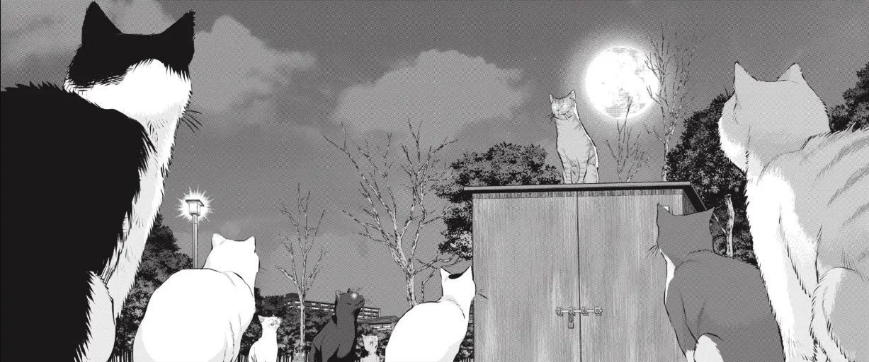 Nyankees Nous Permet De Vivre De Maniere Chat Crement Humaine Comportements Rivalites Et Amours Felins Branches Culture